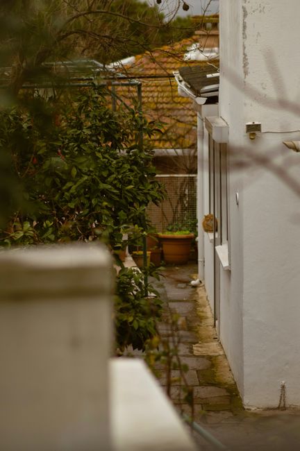 A narrow garden pathway between a white exterior wall of a house and dense, leafy shrubbery on the left side, with textured wet soil and weathered paving stones. The pathway is flanked by a few potted